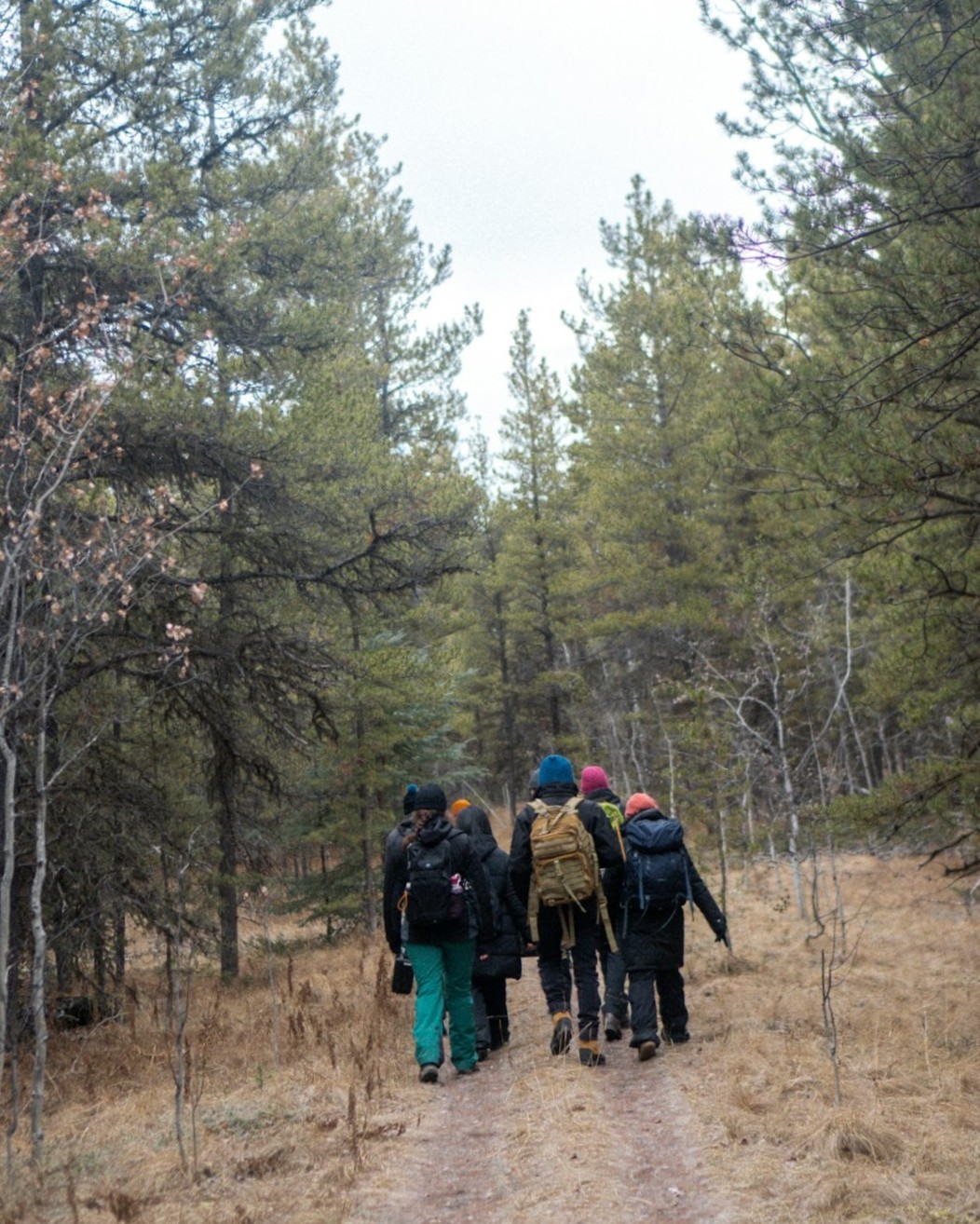Six hikers seen from behind with backpacks and colorful beanies walking a dirt trail through tall pine trees